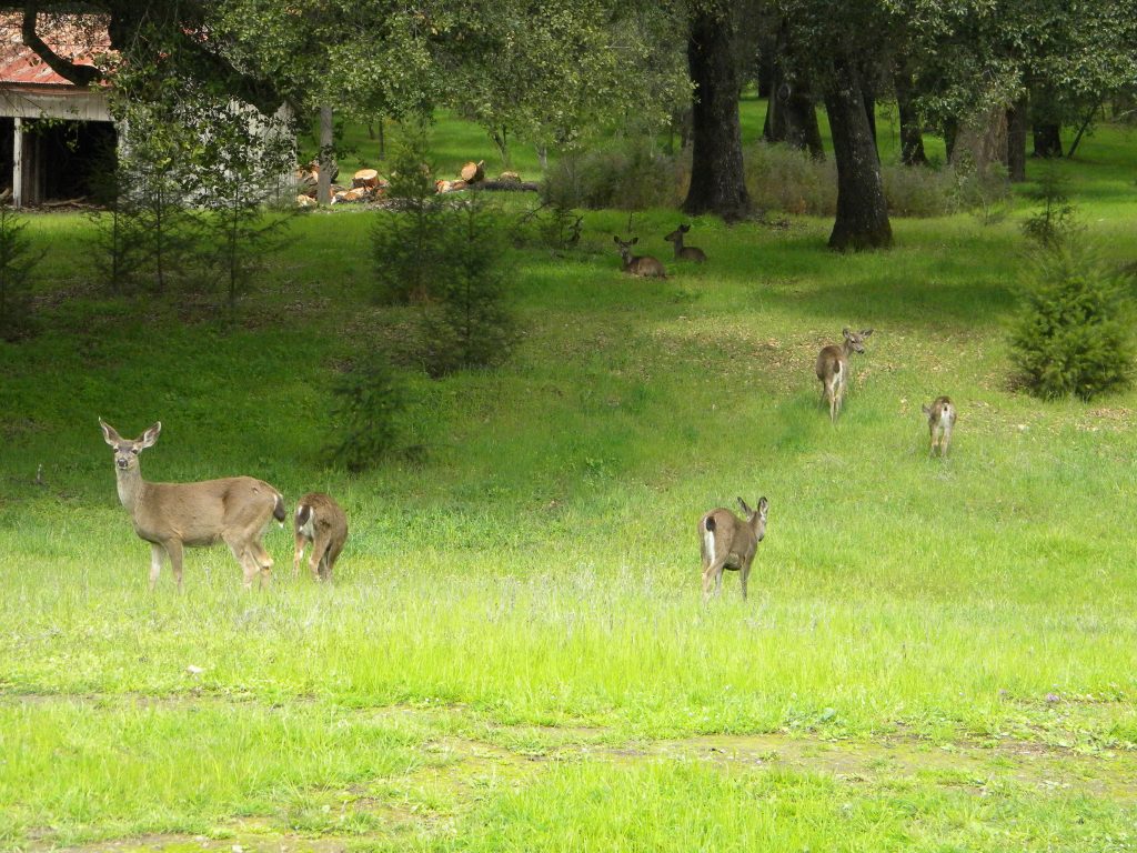 Deers in the City of Ten Thousand Buddhas