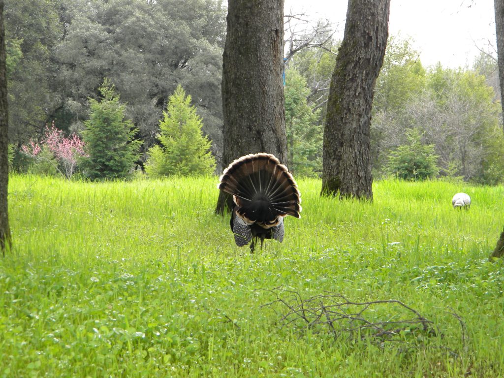 There was a family of about 8 turkeys and they were so friendly.