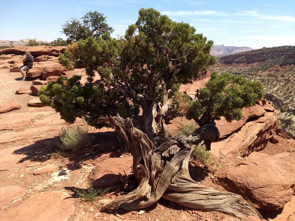 This tree has lots of stories to tell. It is easily over one hundred years old. Its roots are tired, buried deep inside the crevices of the rocks, determined to survive. 